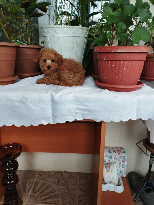 Той Пуделчета  Toy Poodle.
