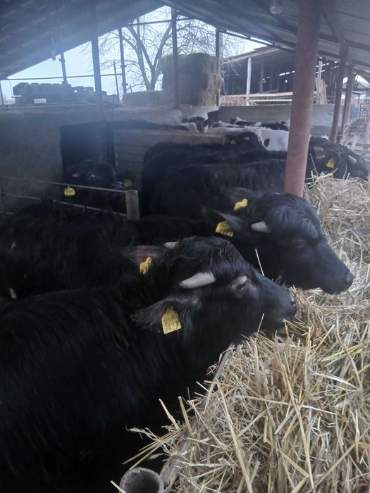 Bivoli cu acte de origine