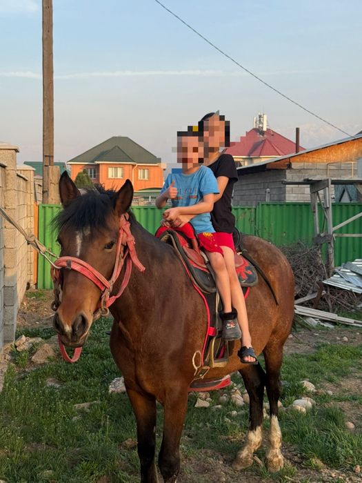 Жеребец Айгыр 2021