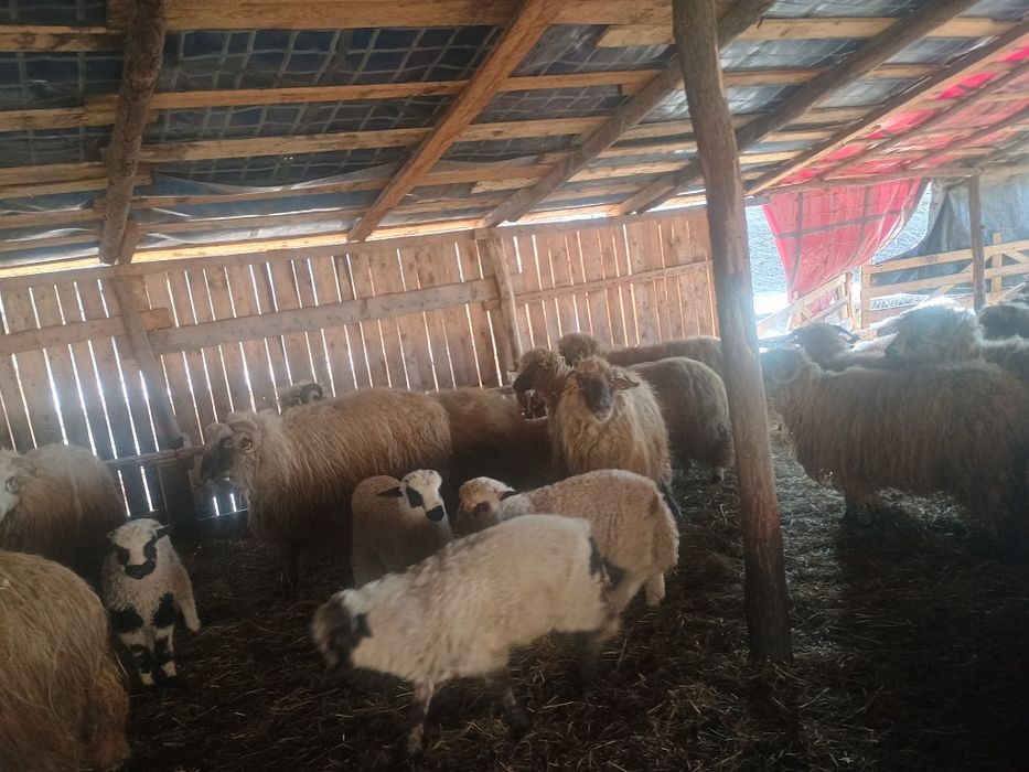 Oi cu miei  de vânzare