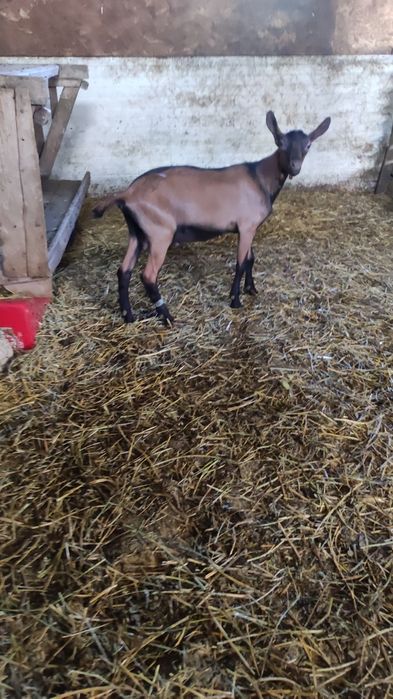 Vând țap rasa alpină franceză.
