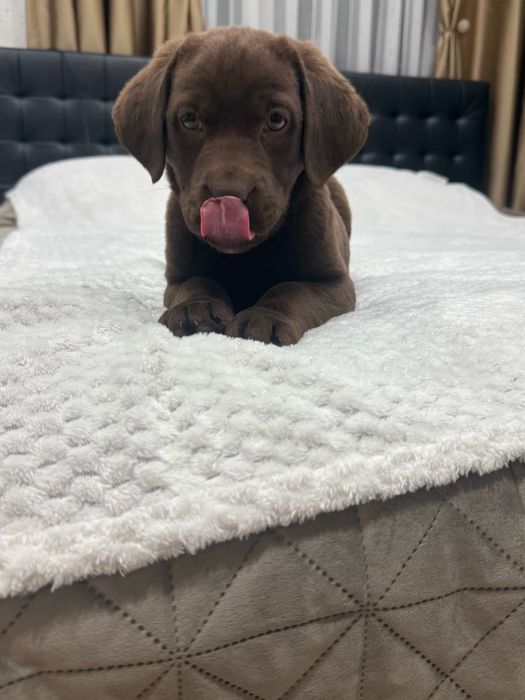 Чистокръвни Лабрадор Ретривар: