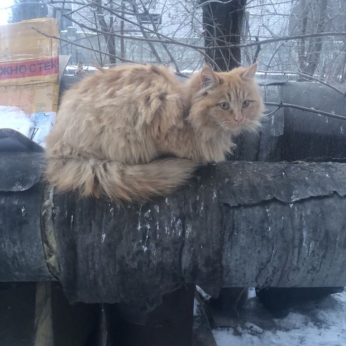 Животные . Кошки.