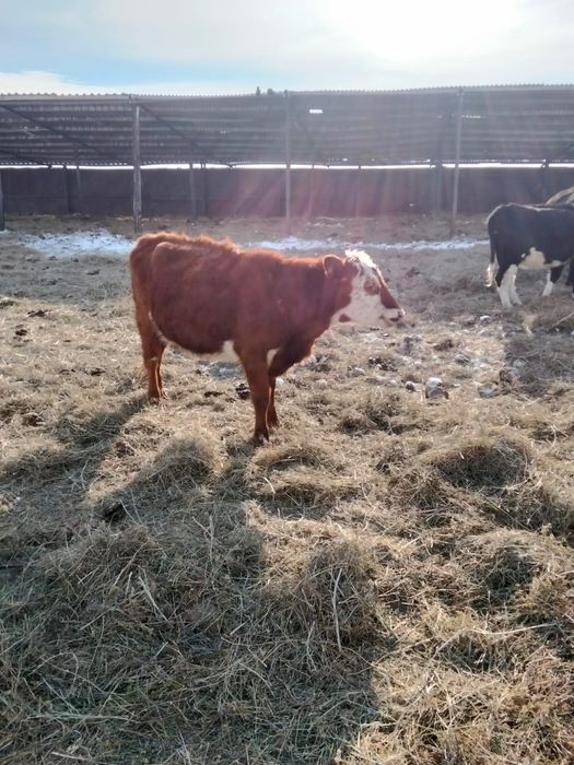 Продам тёлок 2 года