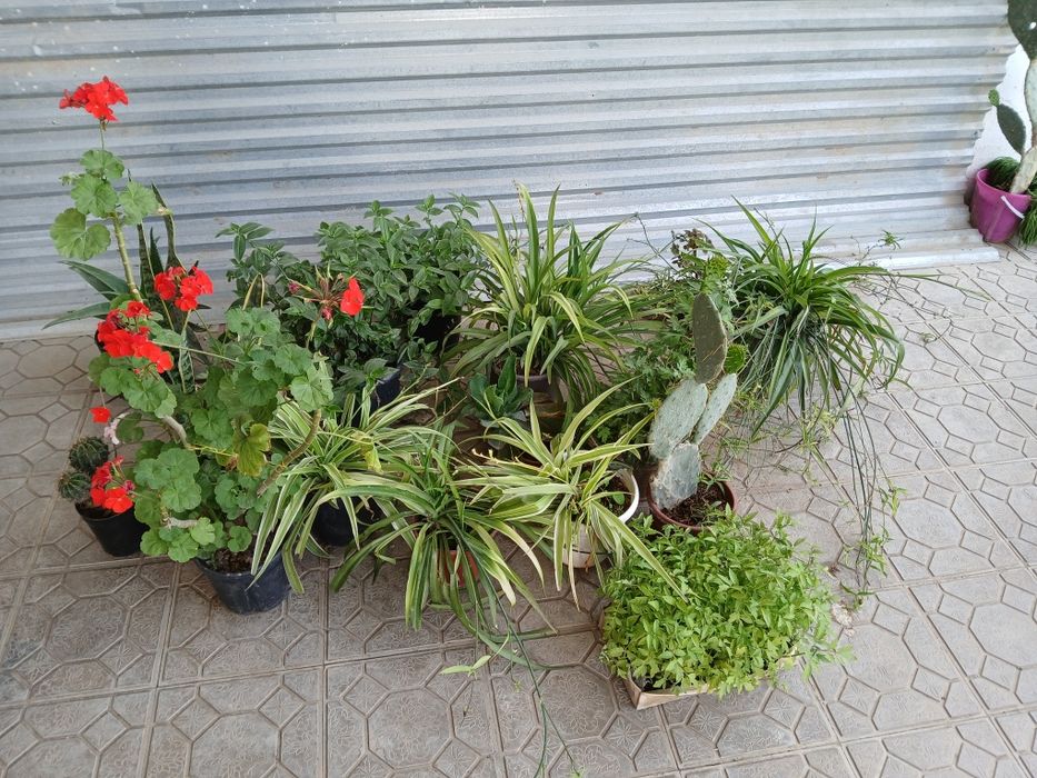 Домашние цветы в горшках разно видны приходите кто любит цветы