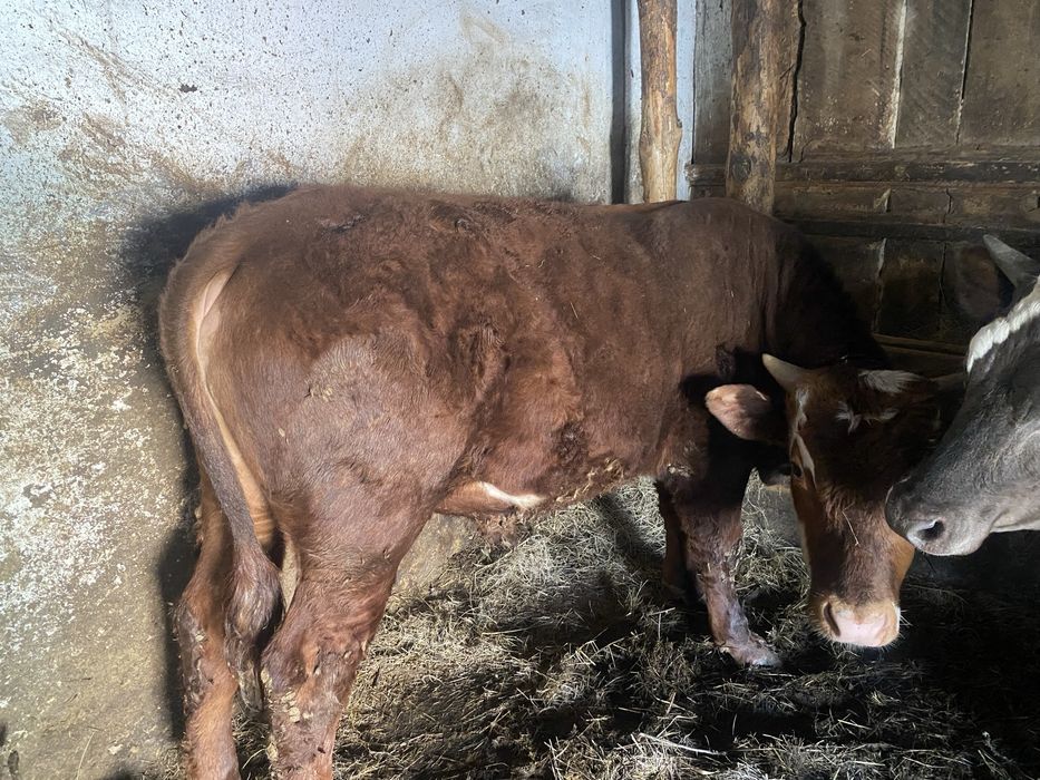 Продам бычка с откорма