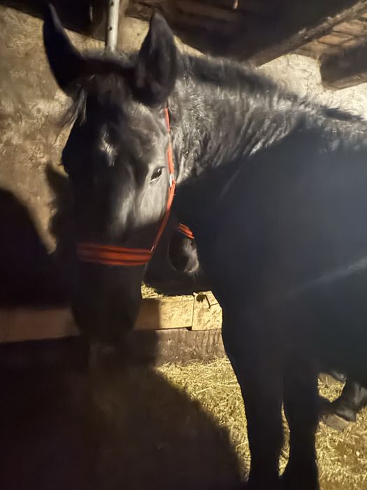 De vanzare manza de 3 ani