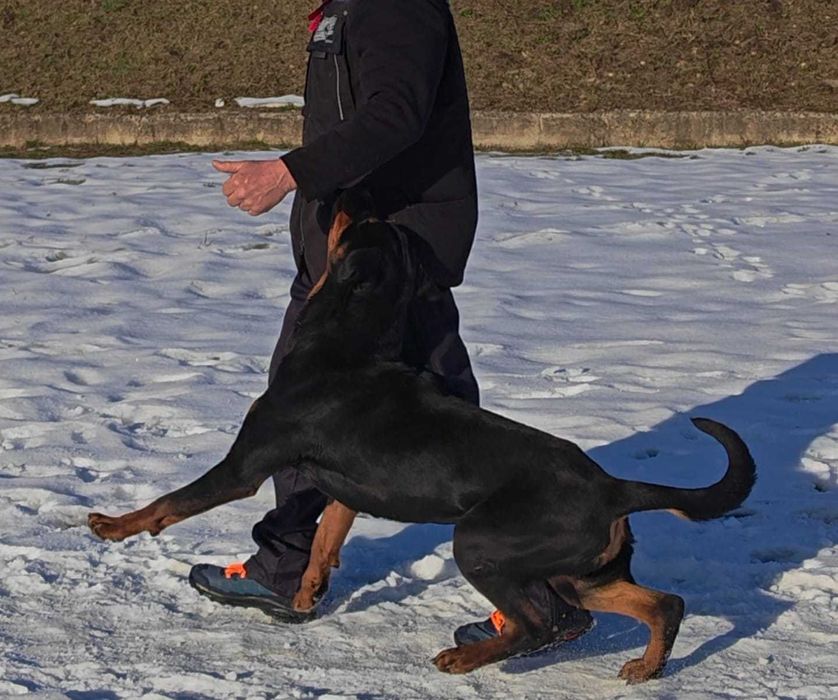 Rottweiler femelă tânără, pregătită pentru BH