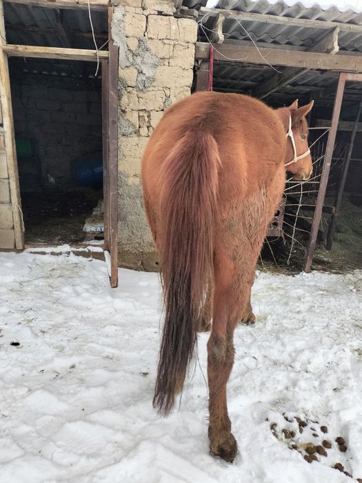 Дөнендер сатылады