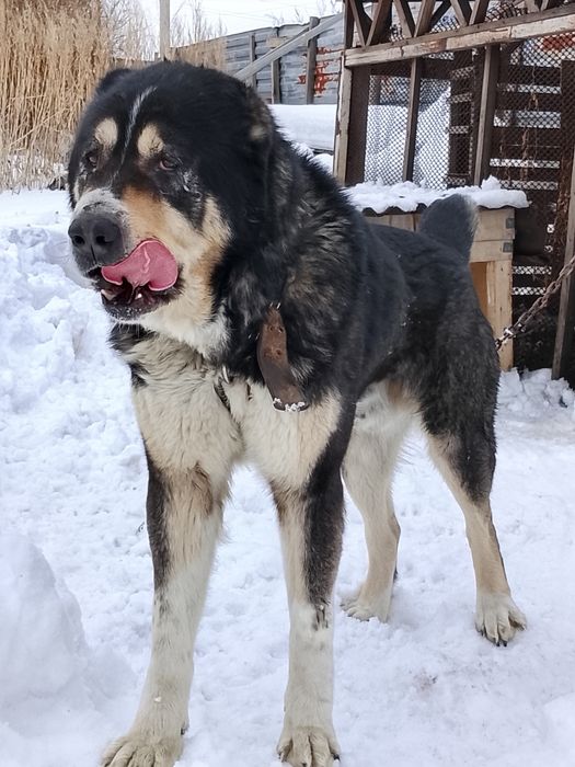 Продается САО алабай