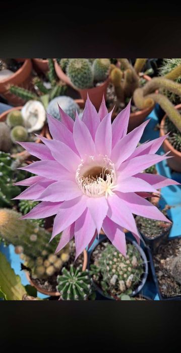 Oferta cactusi si suculente