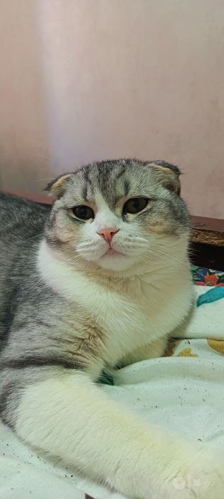 Кошка, порода - "Scottish fold"
