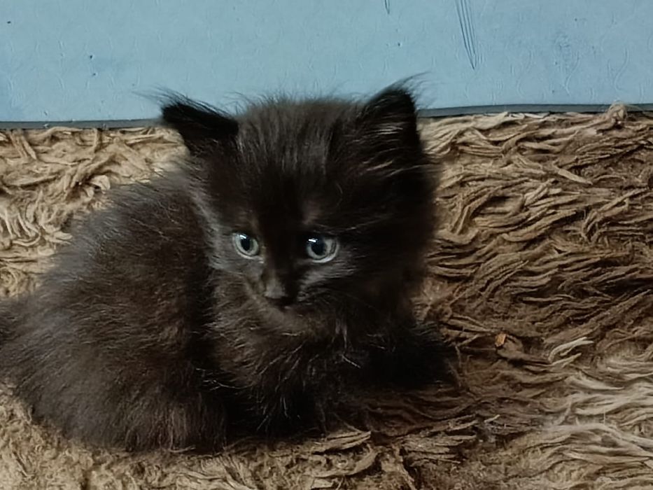 Отдам котят в хорошие руки