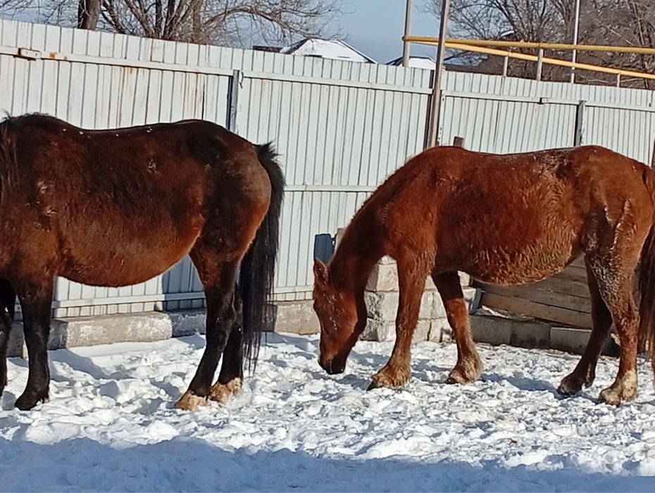 Буаз биелер сатылады.