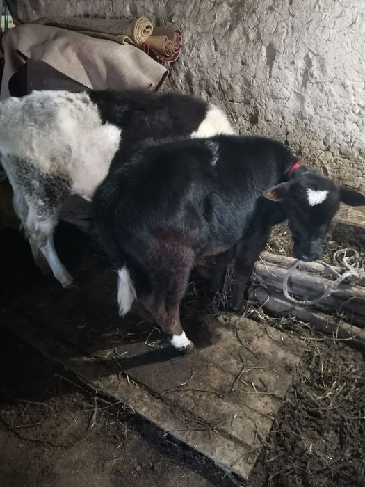 Она бола сигирлар сотилади