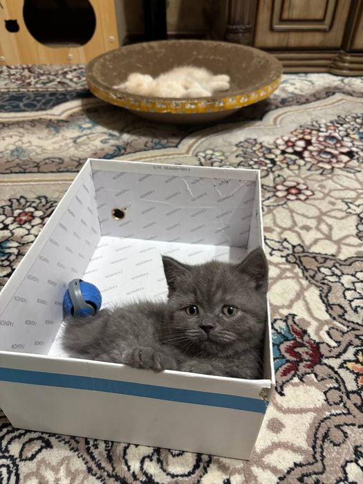 Продаются чистокровные котята Британцы.