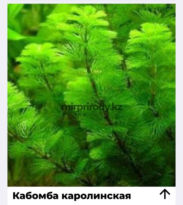 Растения для акварюма