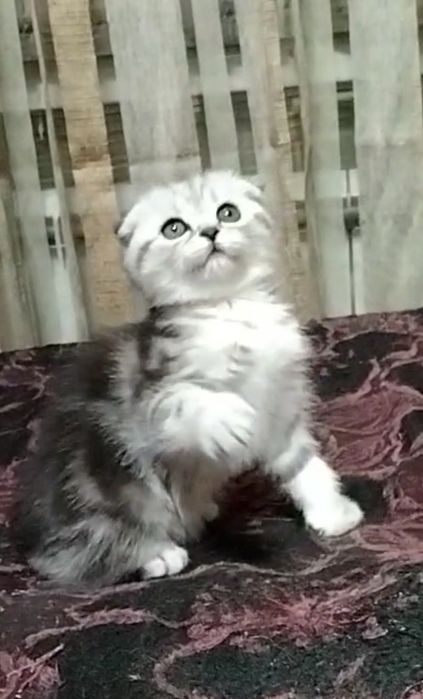 Две девочки Скоттиш фолд.