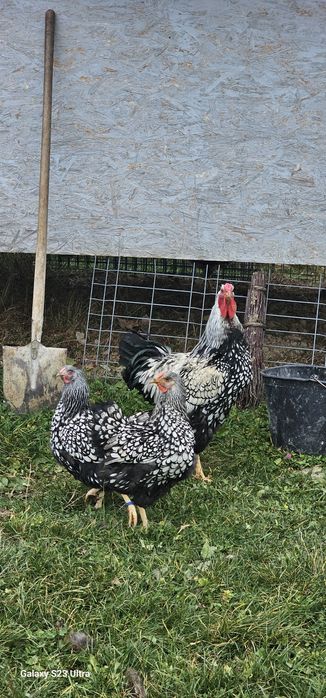 Familie de wyandotte