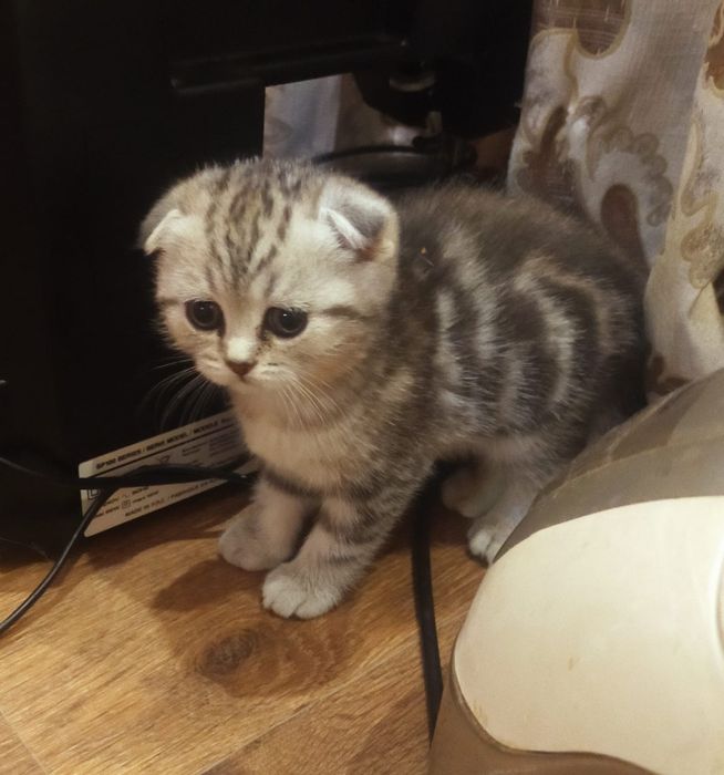 Котенок Скоттиш-фолд