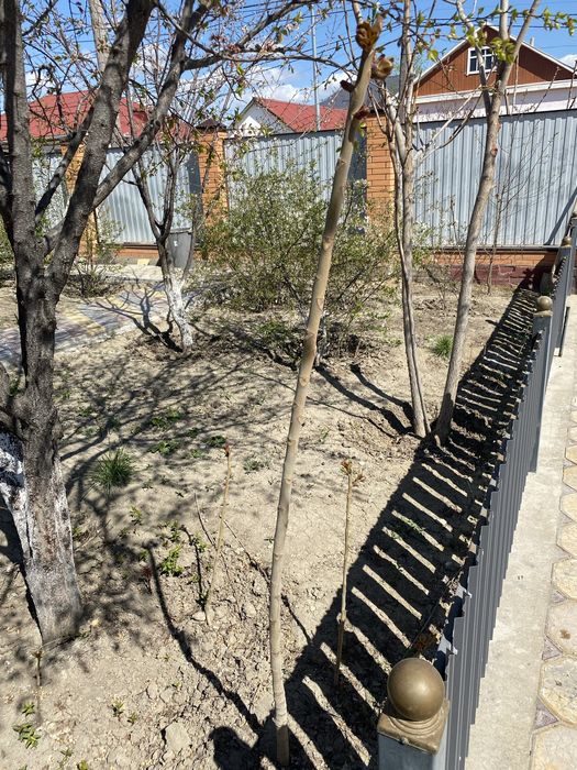 Продам деревья ясень, разных размеров