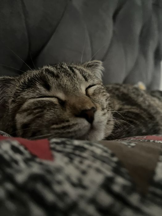 вислоухий котенок