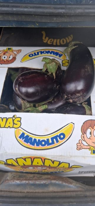 Vând vinete Aragon F1 în cantități mari jirlau jud Brăila numat de tel