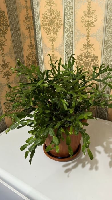 Комнатные Цветы Продам