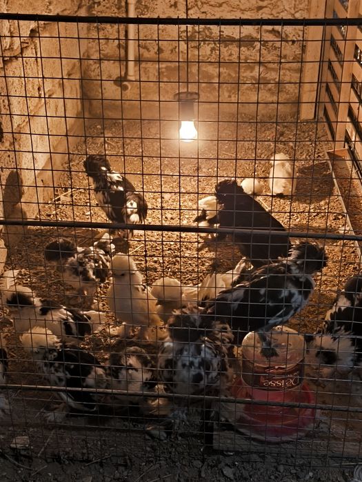 Корейский Японча