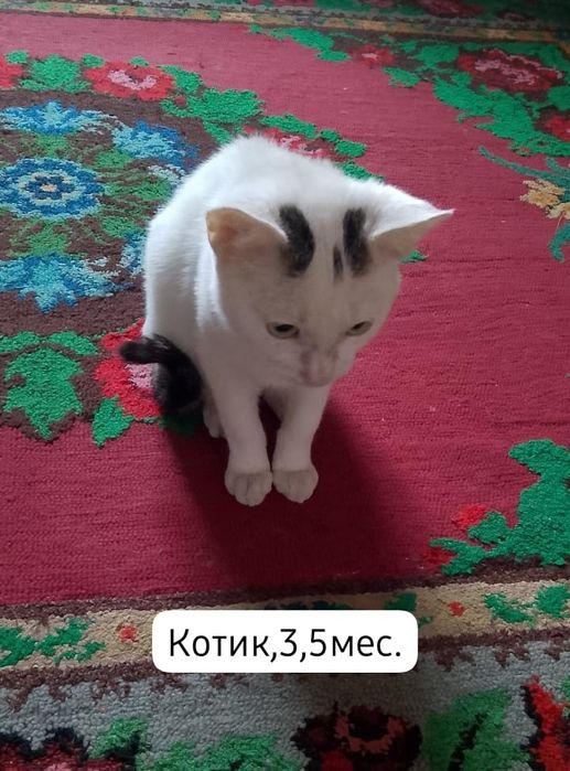 Котята бесплатно