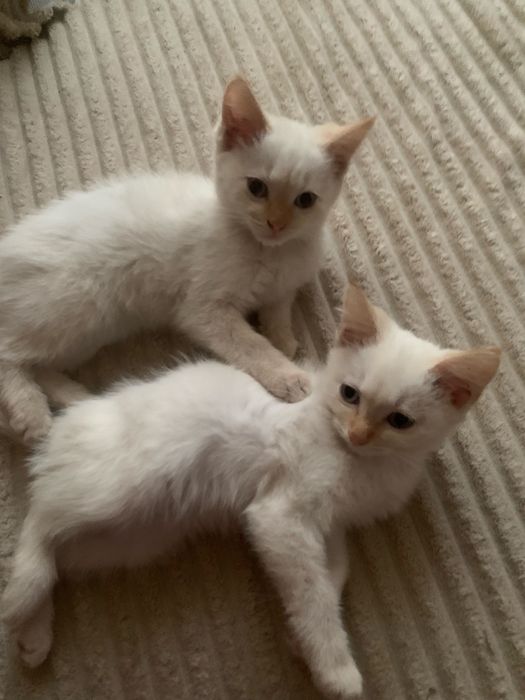 Котята 5 месяцев
