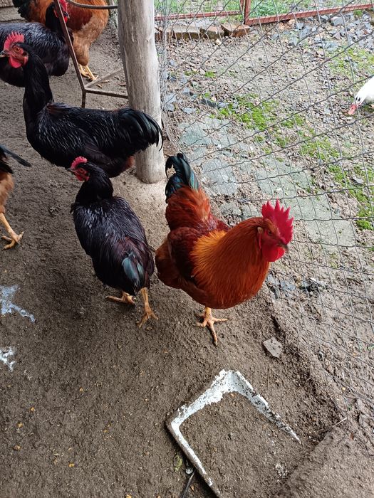 Vând cocosi new hampshire  și Rhode island