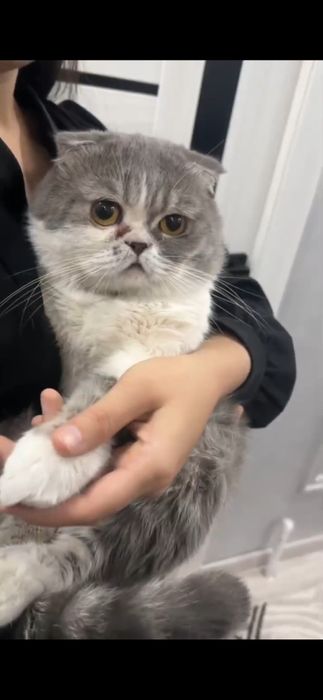 Zoti shotlandskiy juda aqili mushuk sotiladi ozim juda qimatga oganman