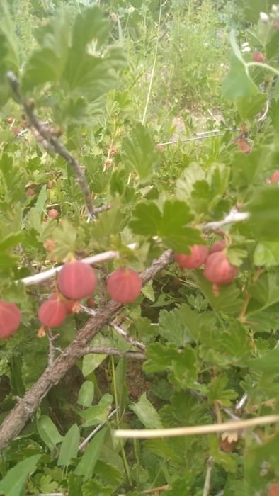 Дача на первой водоколонке. Вьезд во вторые ворота