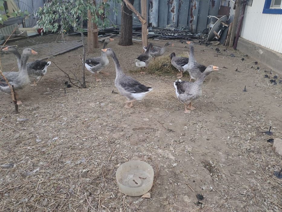 Қаз сатылады 13000мың