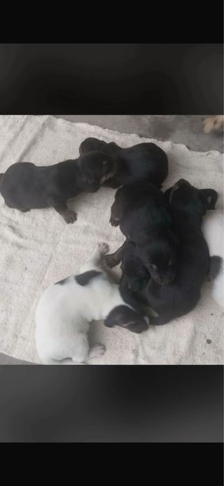 Отдам в хорошие руки