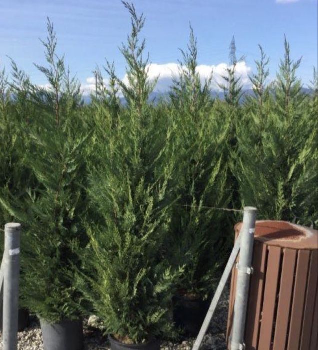 Tuia leylandi diferite inaltimi mai multe detalii in privat