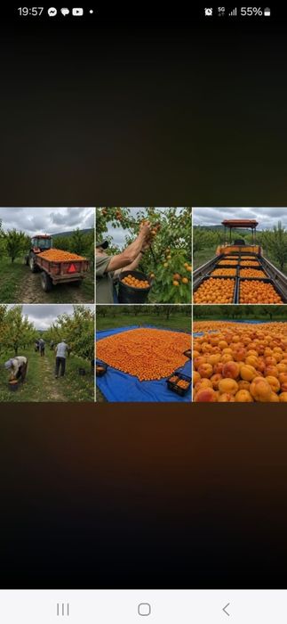Vindem caise de foarte bună calitate direct din Livada Proprie