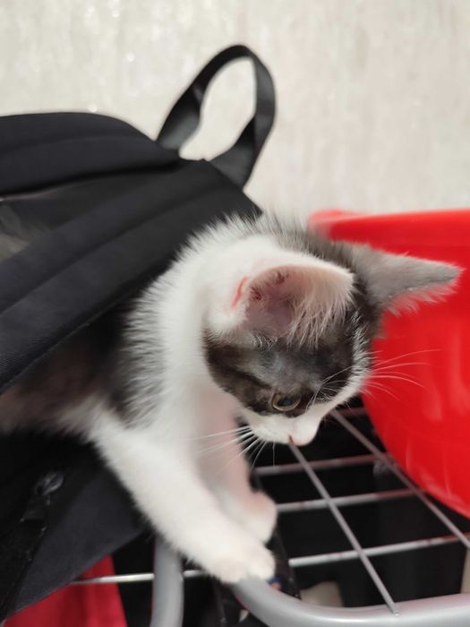 Отдам котят бесплатно