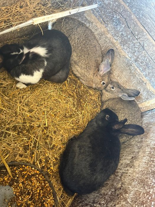 Iepuri de rasa/ Uriaș German