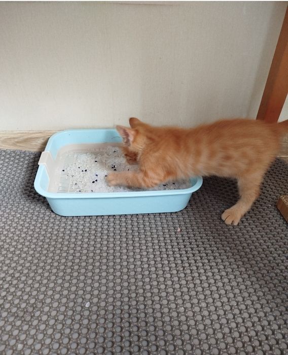 Отдам в надёжные руки