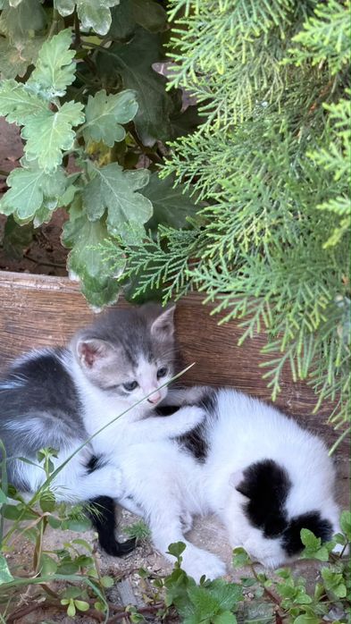 Отдам котят в добрые руки