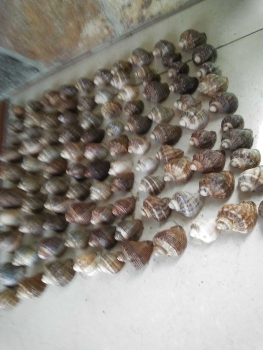 Рапани  за декорация