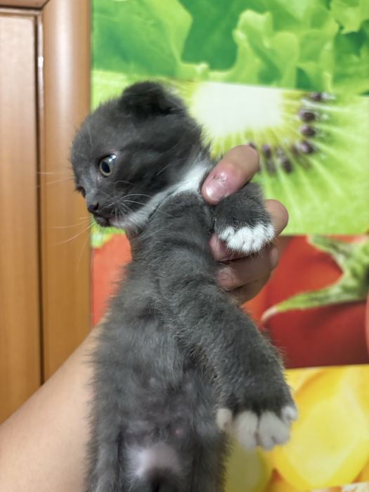 Котята Вислоухие