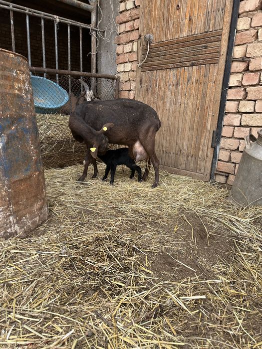 Зотли эчки мурсияна