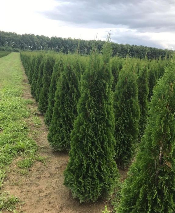Plante care rezista la ghiveci % tuia smarald, columna, pon pom, tei