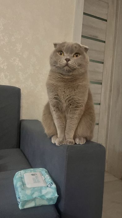 Отдам кошку в добрые руки