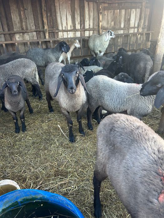 Miei și oi de vânzare