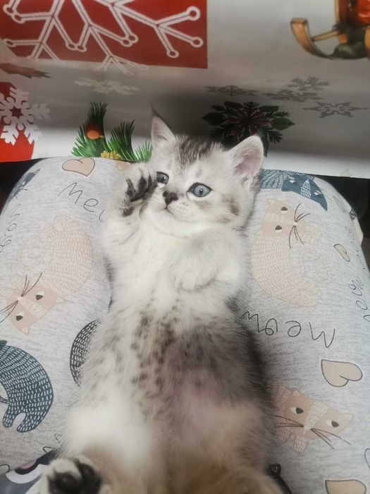 Продам котят Скотиш Страйт