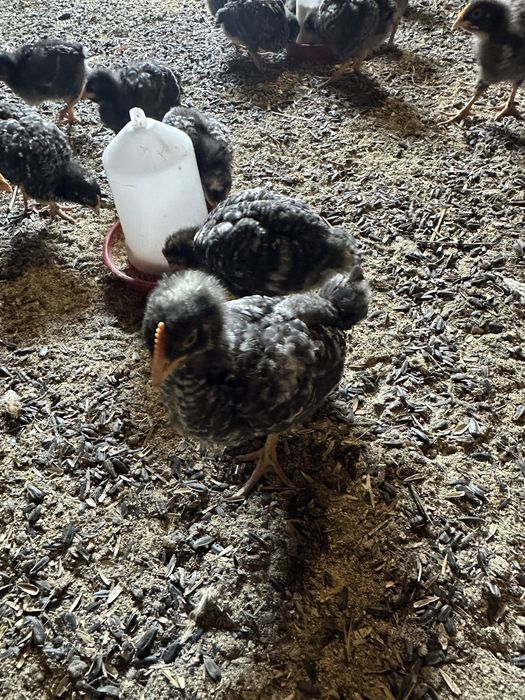 Пилета Australorp / Barred Rock микс